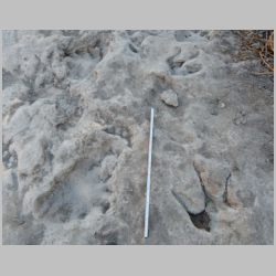 DSCN0429cr juv sauropod w theropod.jpg